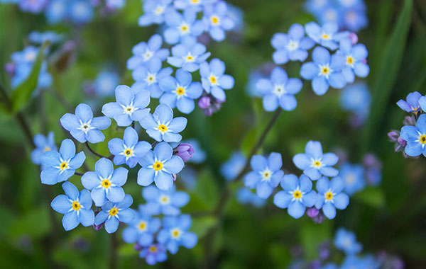 Forget-me-nots