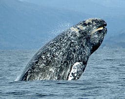 We see water. They see s dance floor!(Photo credit: By Merrill Gosho, NOAA/Wikimedia Commons)