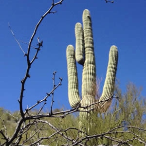 cactus