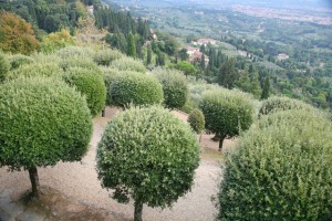 Olive trees in Italy. (Photo credit: Maja Piskorska/freeimages.com)