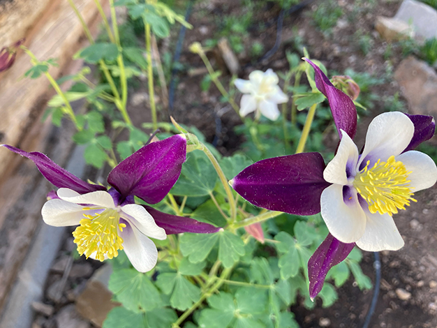 columbine