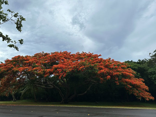 Saipan flame trees