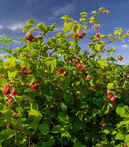 raspberry bush