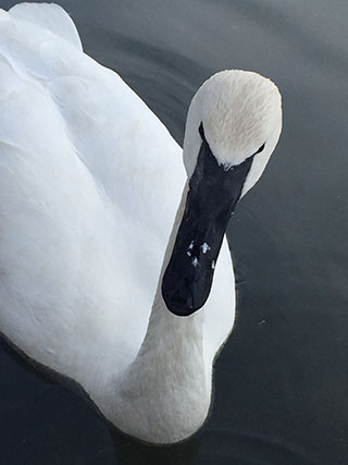 trumpeter swan